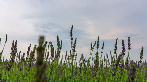Purple petals of lavender young bud flower blossom in row at a field under cloudy sky