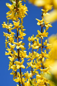 Close-up of yellow flowering plant against blue sky