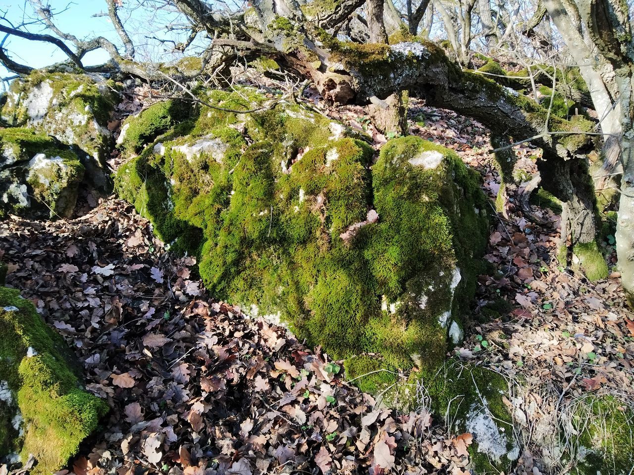 CLOSE-UP OF MOSS ON ROCKS