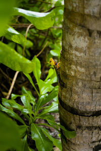 Close-up of bird perching on tree trunk