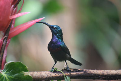 Close-up of bird perching on branch