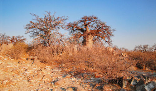 Trees growing on field against clear blue sky