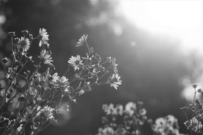 Close-up of flower tree against blurred background