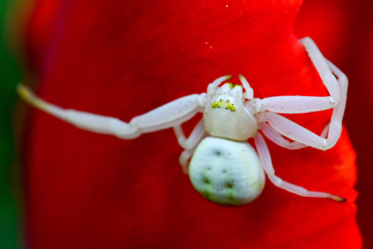 CLOSE-UP OF WHITE RED ROSE FLOWER ON PLANT