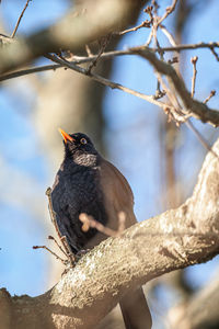 Close-up of bird perching on tree