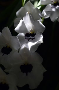 Close-up of white flowers blooming outdoors