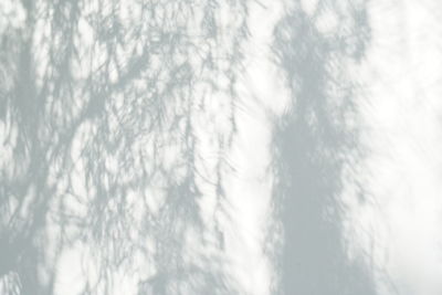 Low angle view of trees against sky
