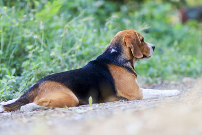 Dog sitting on a land