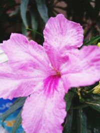 Close-up of pink hibiscus blooming outdoors