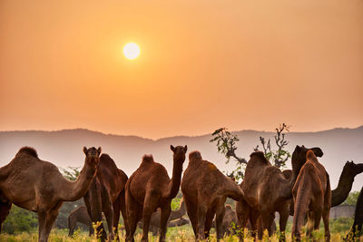 Grazing camel herd during golden hours