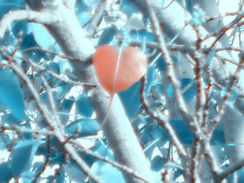 Close-up of branches against blurred background