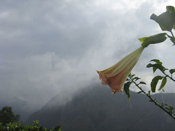 Low angle view of flowers against sky