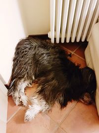 High angle view of dog sleeping on floor at home