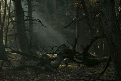 Bare trees in the forest