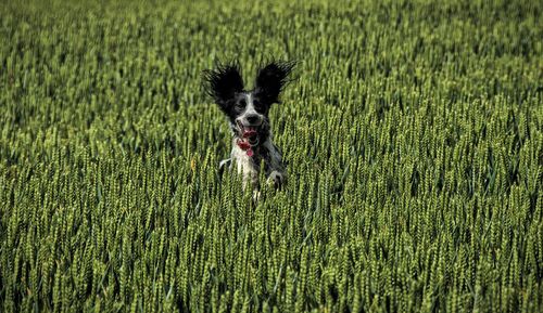 High angle portrait of dog on field