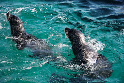 View of turtle swimming in sea