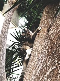 Low angle view of cat on tree