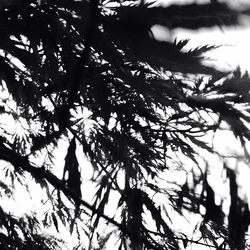 Low angle view of trees against sky