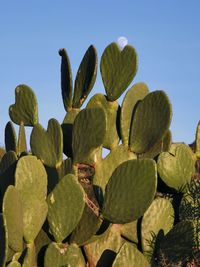 Close-up of prickly pear cactus against clear blue sky