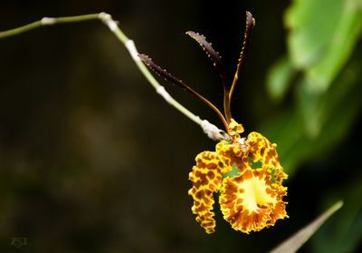 Close-up of yellow flowering plant