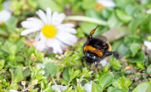 Close-up of bee pollinating on flower