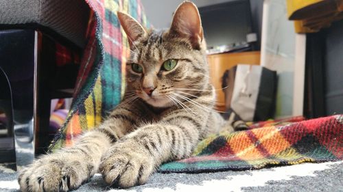 Close-up portrait of cat sitting