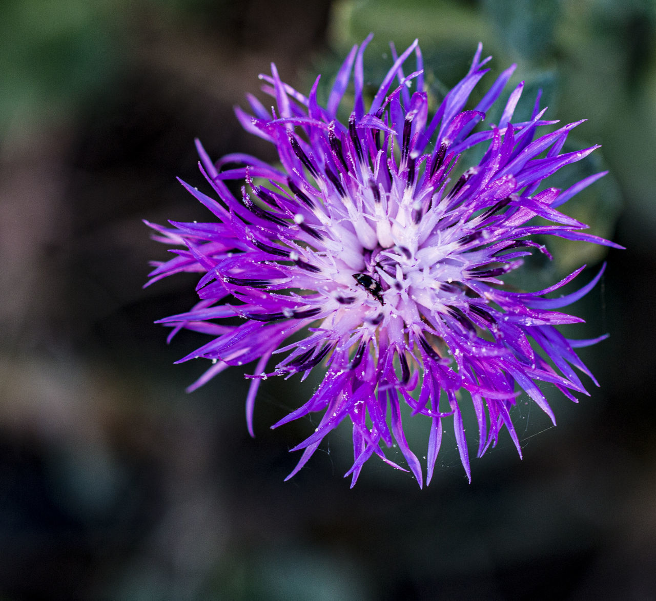 CLOSE UP OF PURPLE FLOWER