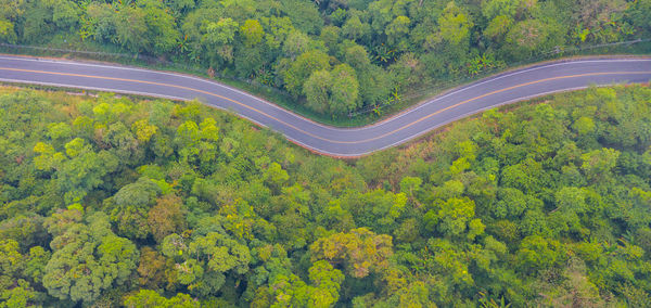 High angle view of road amidst trees in forest