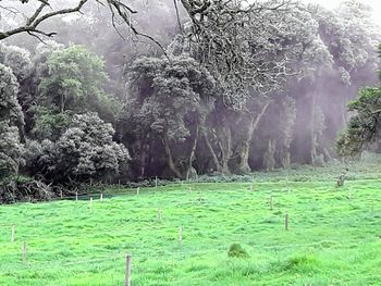 Trees on field in forest