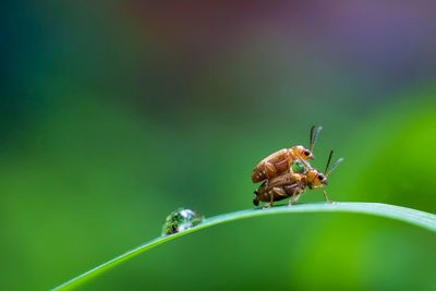 Close-up side view of insects mating