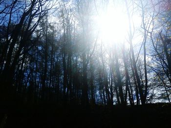 Sun shining through trees