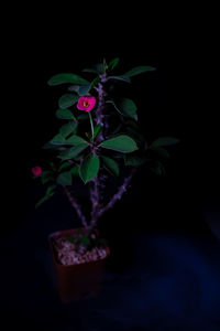 Close-up of pink flowering plant