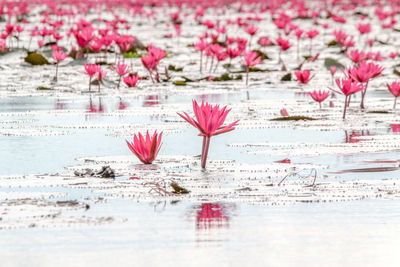 Close-up of pink water lily in lake