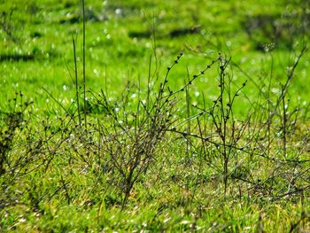 Close-up of plants growing on field