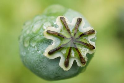 Close-up of fresh green plant