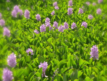 Close-up of purple flowering plants