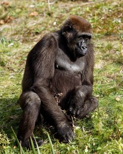 Gorilla sitting on field