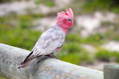 Close-up of bird perching on wood