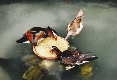 High angle view of bird in water