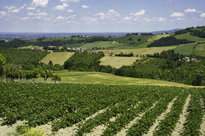 Scenic view of agricultural field against sky