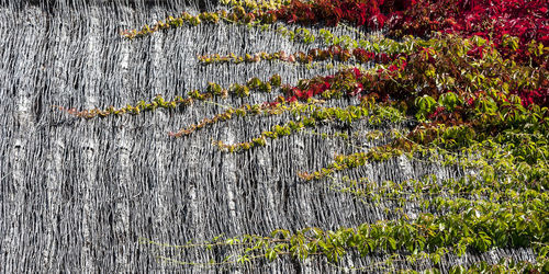 Scenic view of flowering plants on land