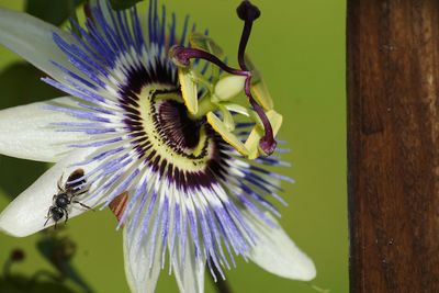 Close-up of bee on purple flower