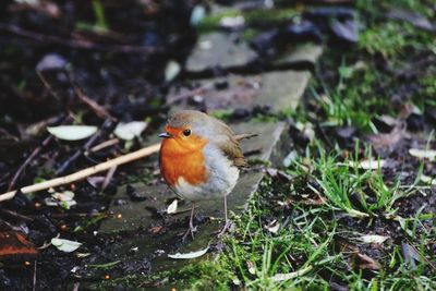 Close-up of bird perching on ground