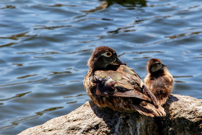 Close-up of bird perching on lake