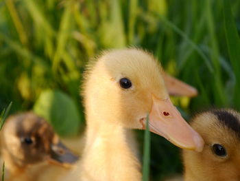 Close-up of a bird