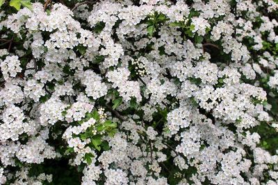 Full frame shot of white flowers