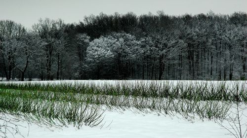 Plants growing on field