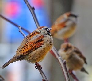 Close-up of bird perching on twig