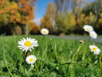 Close-up of white daisy flowers on field