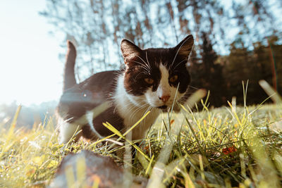 Portrait of a cat on field